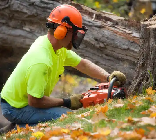 tree services Woodmere